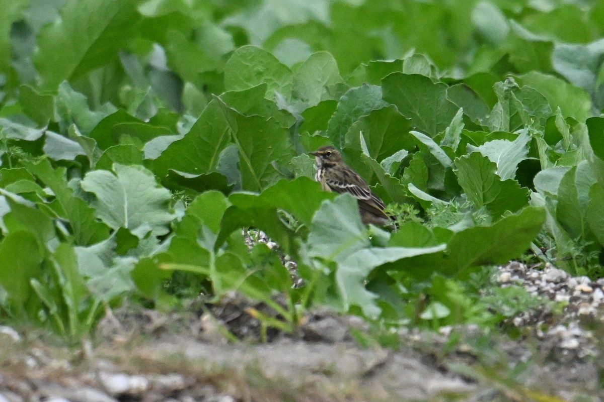 Rosy Pipit - ML645635365
