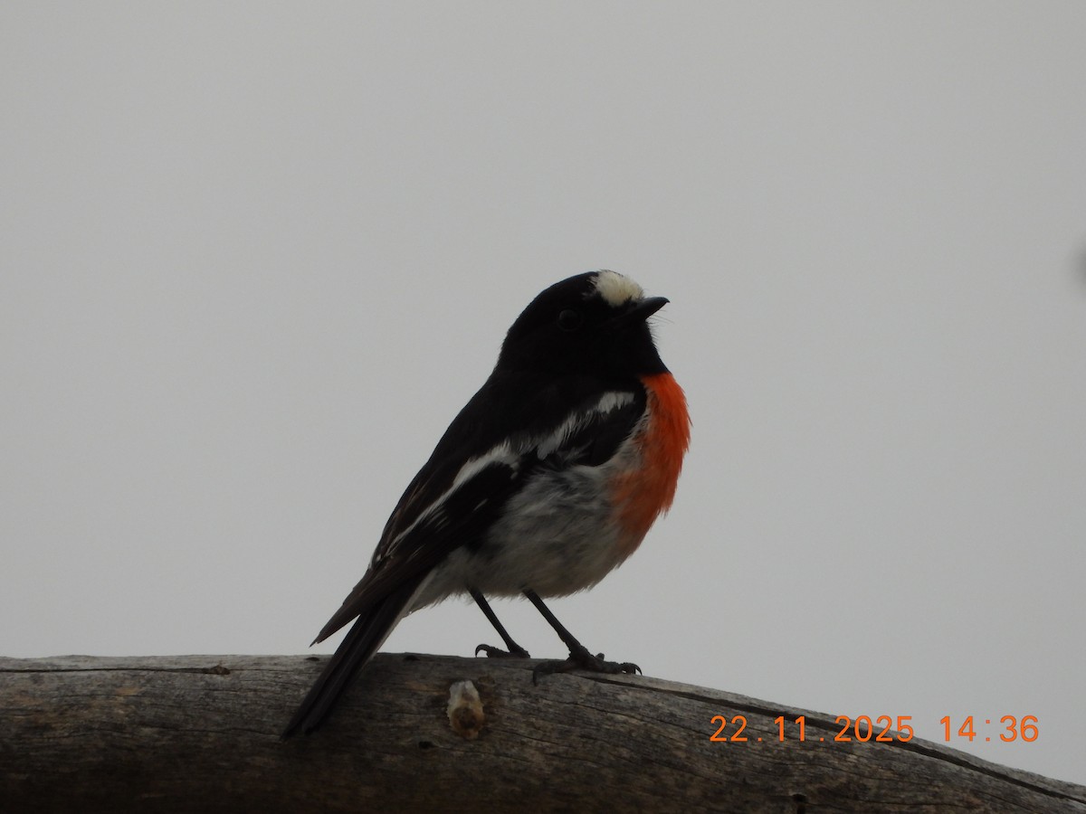 Scarlet Robin (Scarlet) - ML645635366