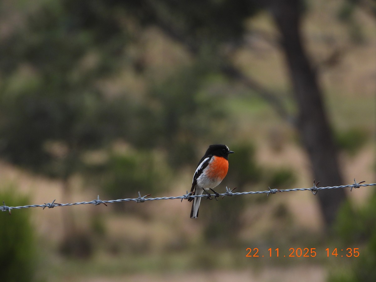 Scarlet Robin (Scarlet) - ML645635367