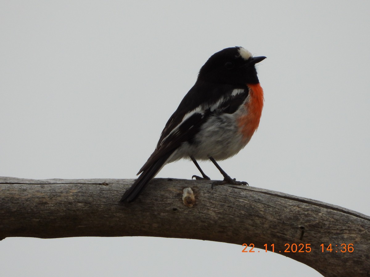 Scarlet Robin (Scarlet) - ML645635368