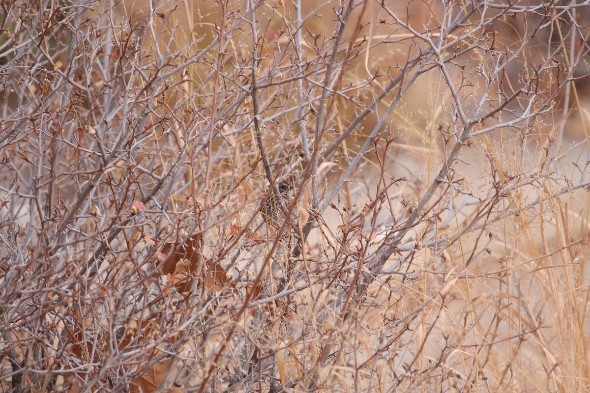 Song Sparrow - ML645635374