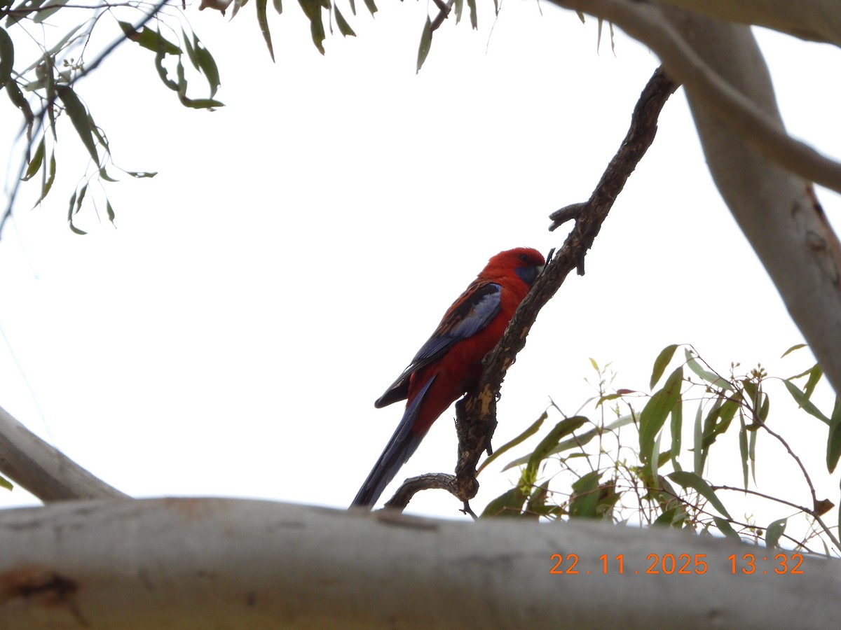 Crimson Rosella - ML645635375