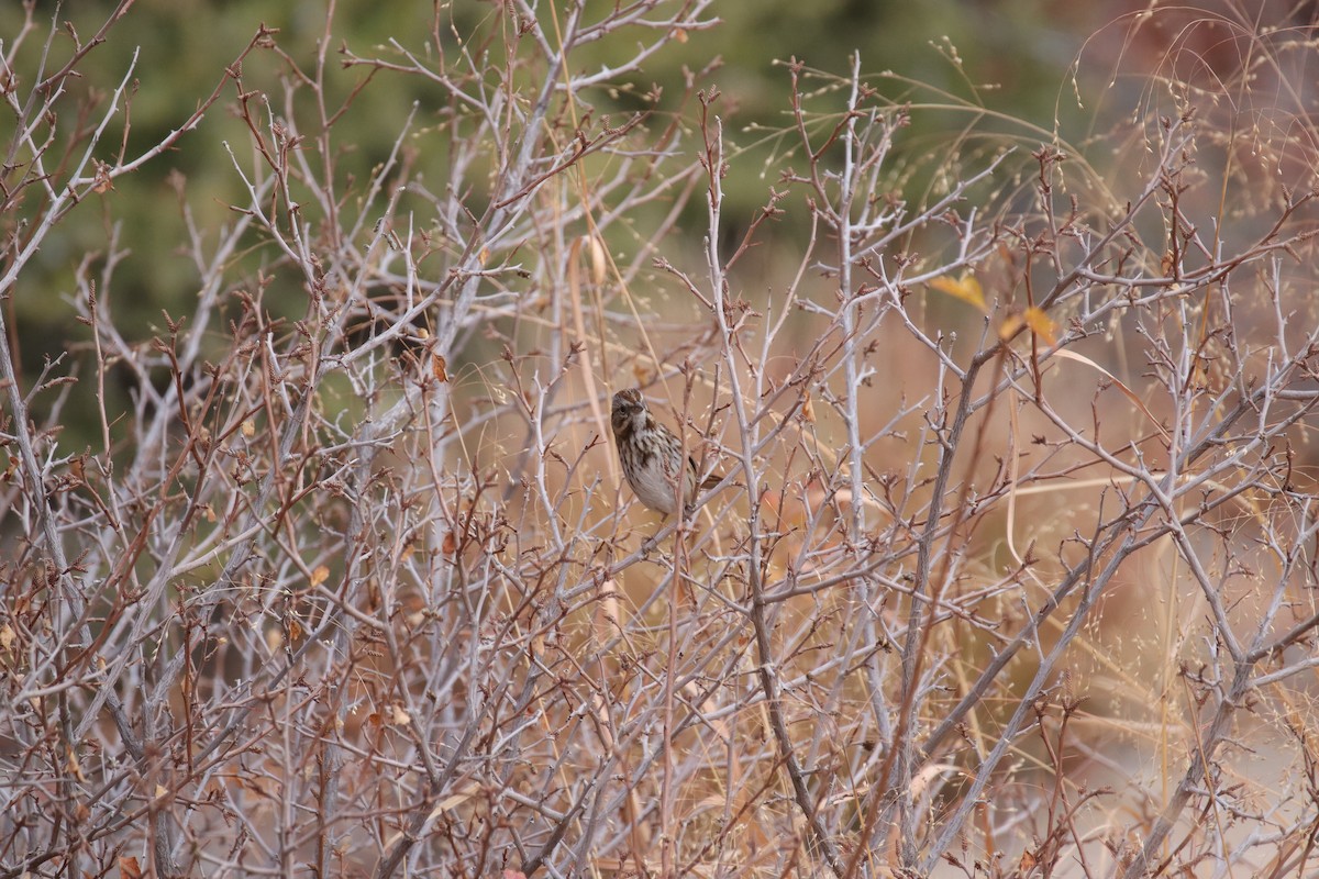 Song Sparrow - ML645635376