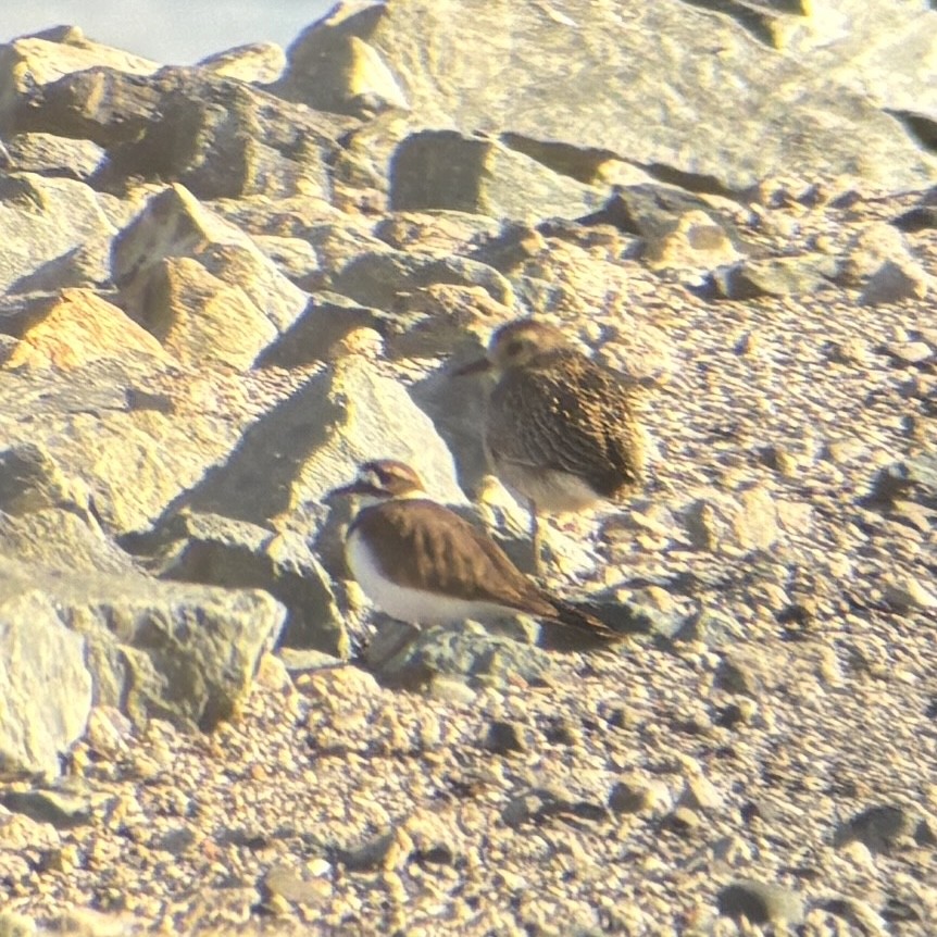 Pacific Golden-Plover - ML645635378