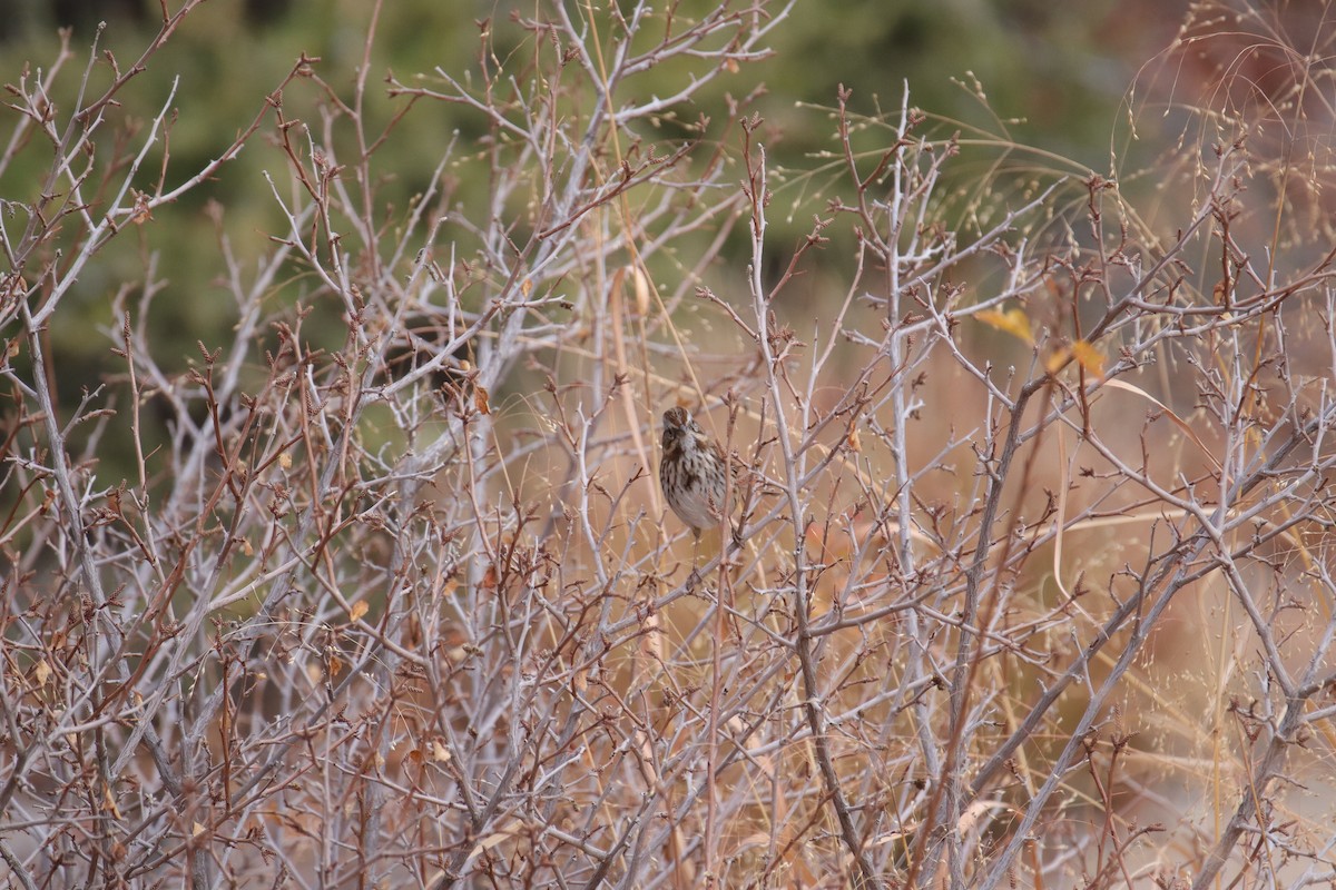 Song Sparrow - ML645635381