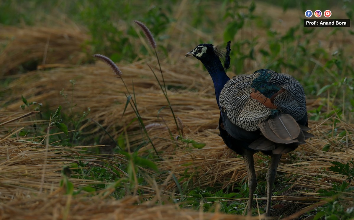 Indian Peafowl - ML645635382
