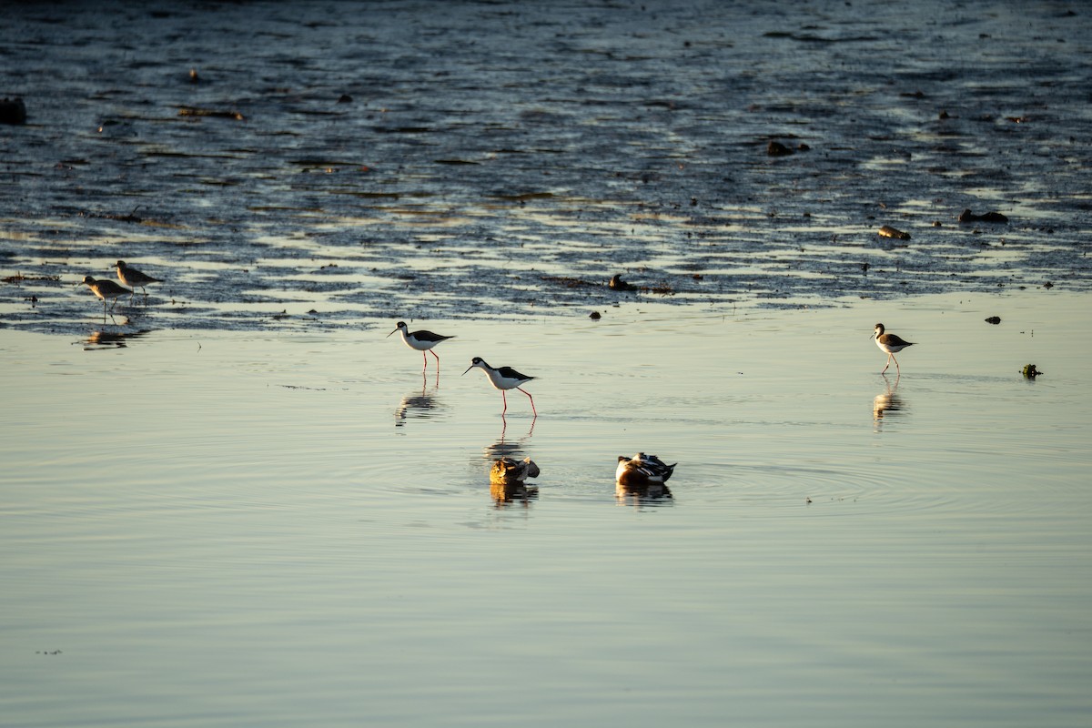 Black-necked Stilt - ML645635386