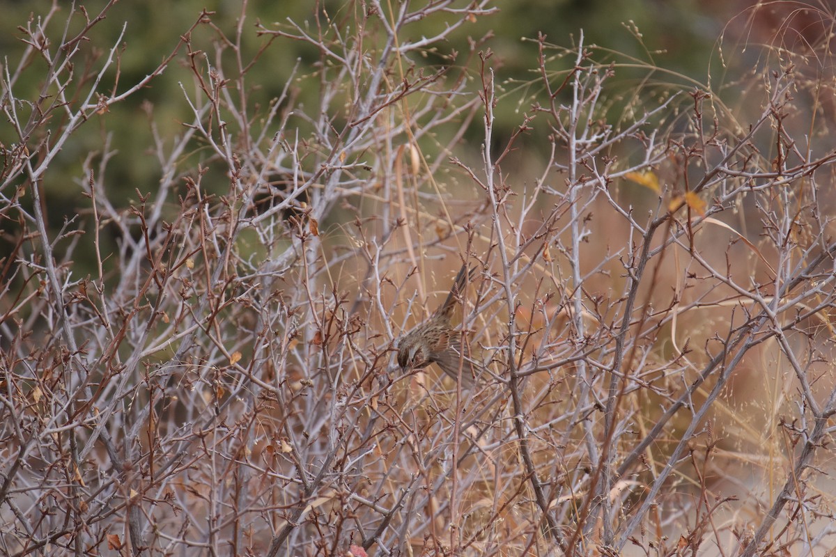 Song Sparrow - ML645635387