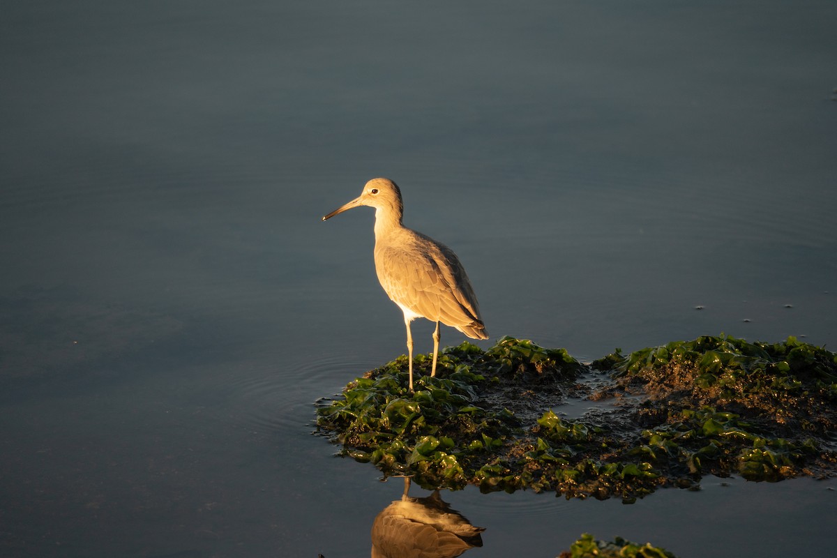 Willet - ML645635389