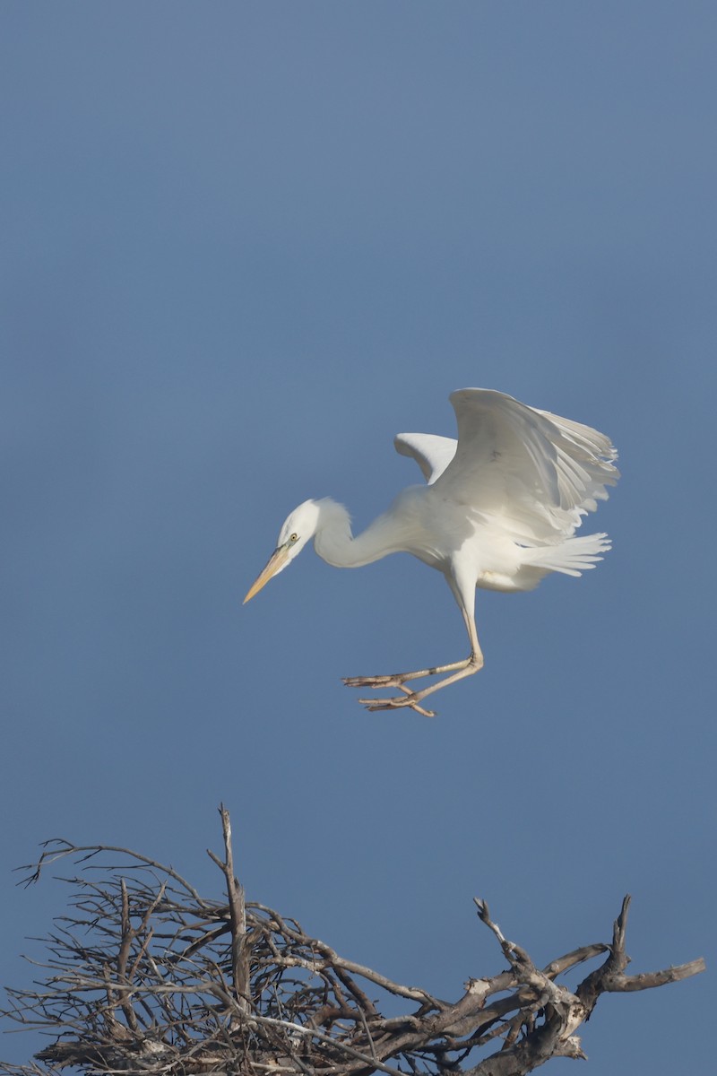 Great Blue Heron (Great White) - ML645635391