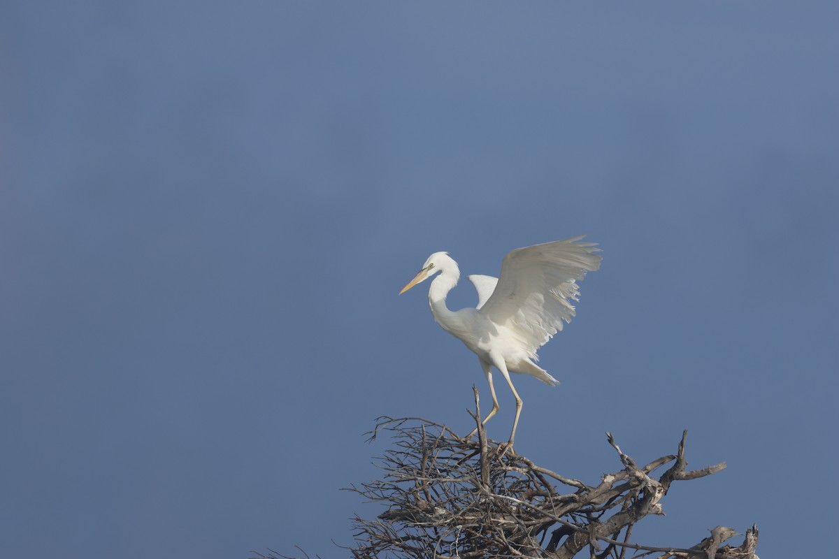 Great Blue Heron (Great White) - ML645635392