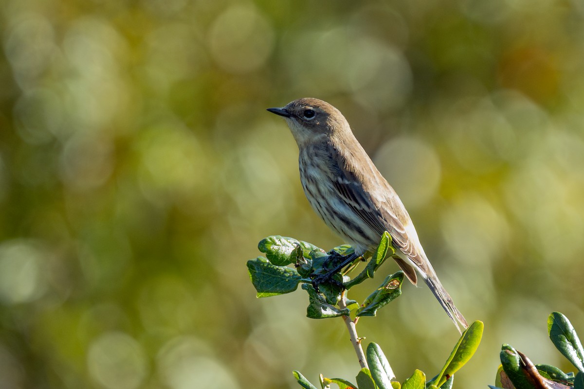 Yellow-rumped Warbler - ML645635407