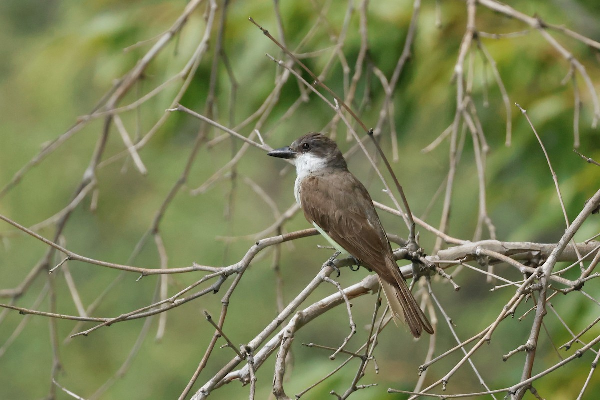 Thick-billed Kingbird - ML645635412