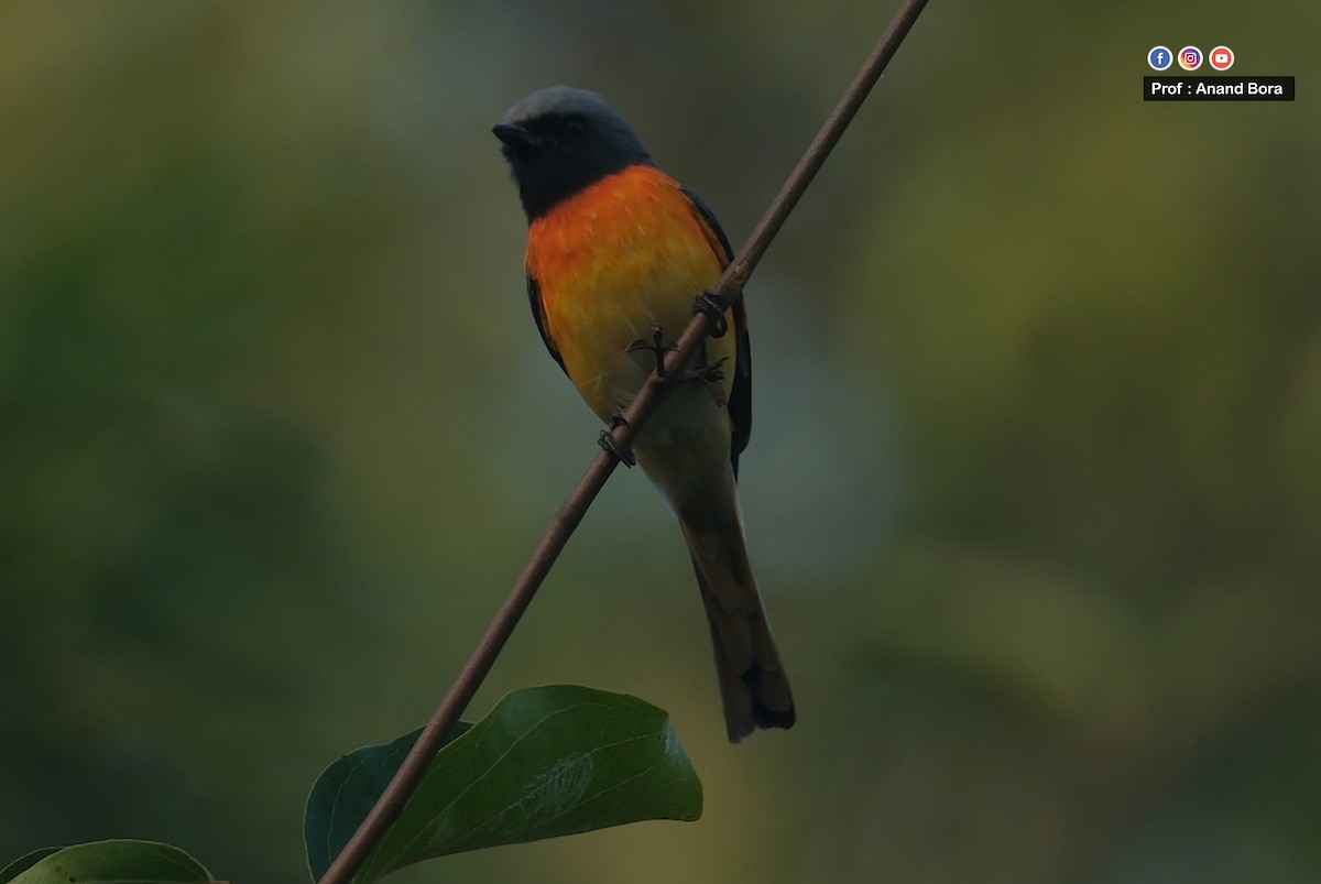 Zwergmennigvogel - ML645635418