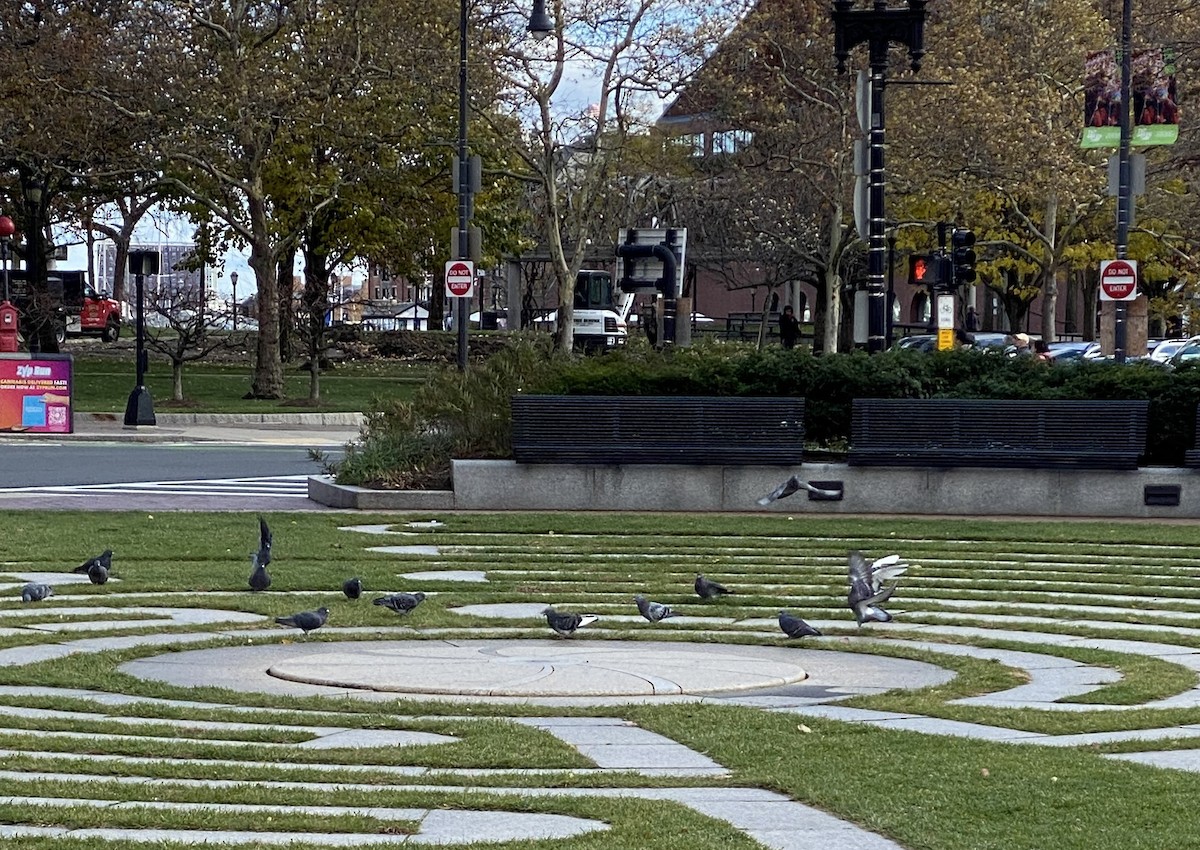 Rock Pigeon (Feral Pigeon) - ML645635422