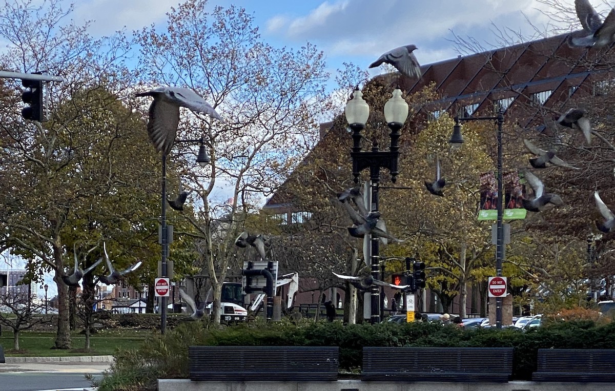 Rock Pigeon (Feral Pigeon) - ML645635423