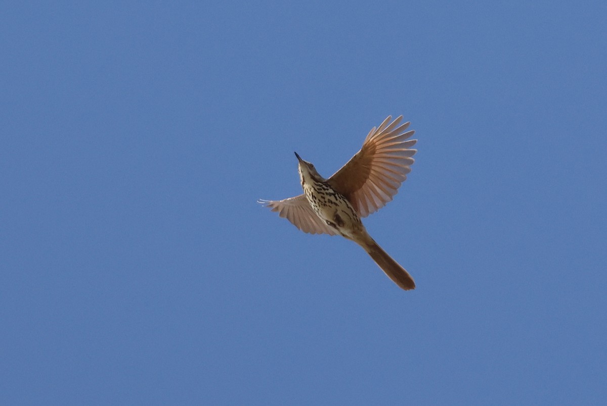 Brown Thrasher - ML645635440