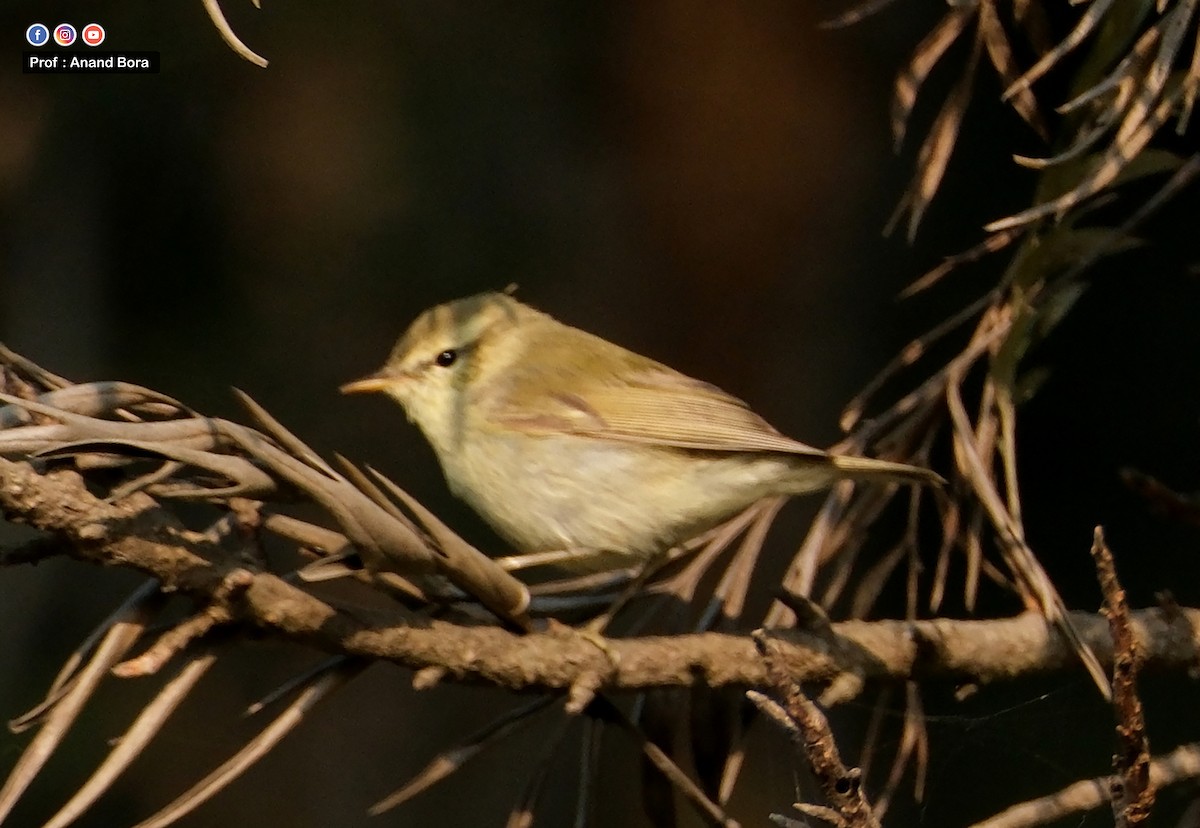 budníček zelený - ML645635443