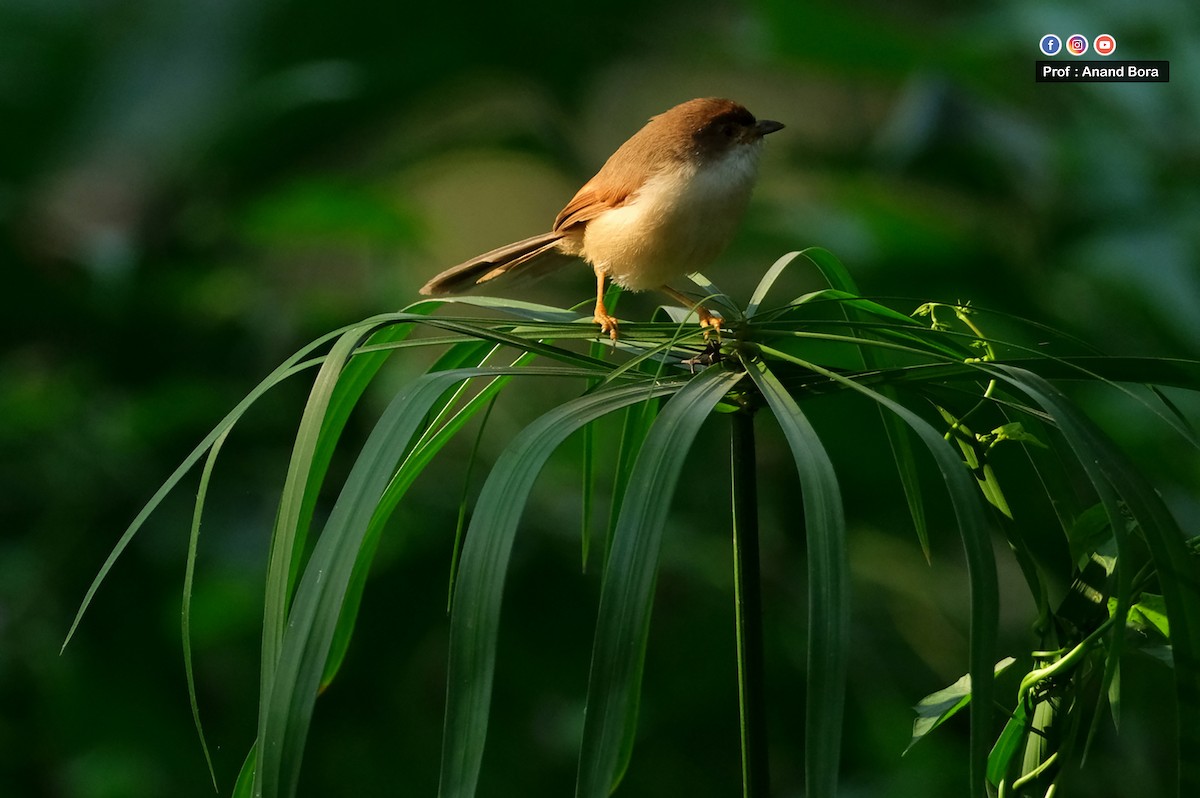 Yellow-eyed Babbler - ML645635446