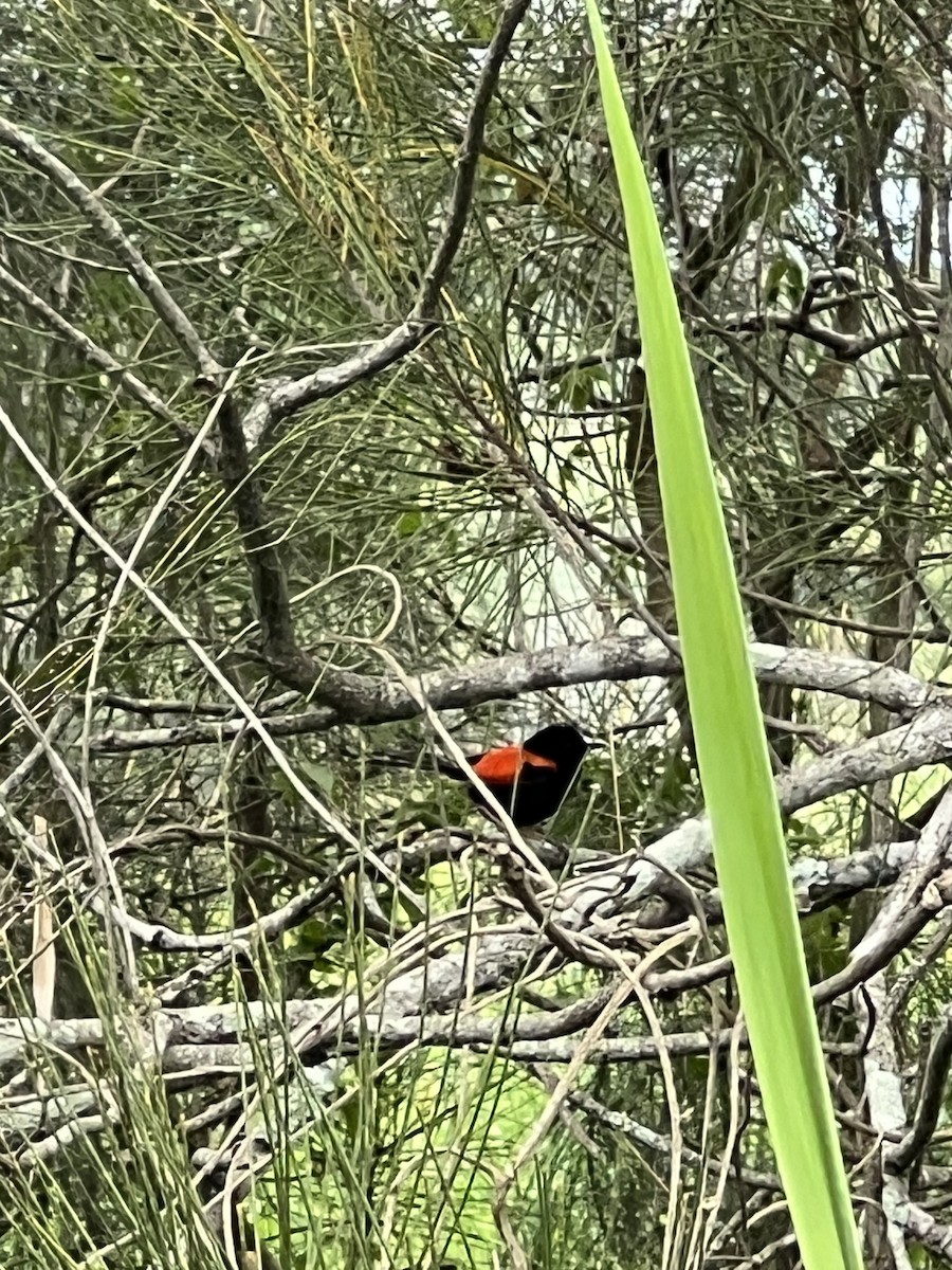 Red-backed Fairywren - ML645635451