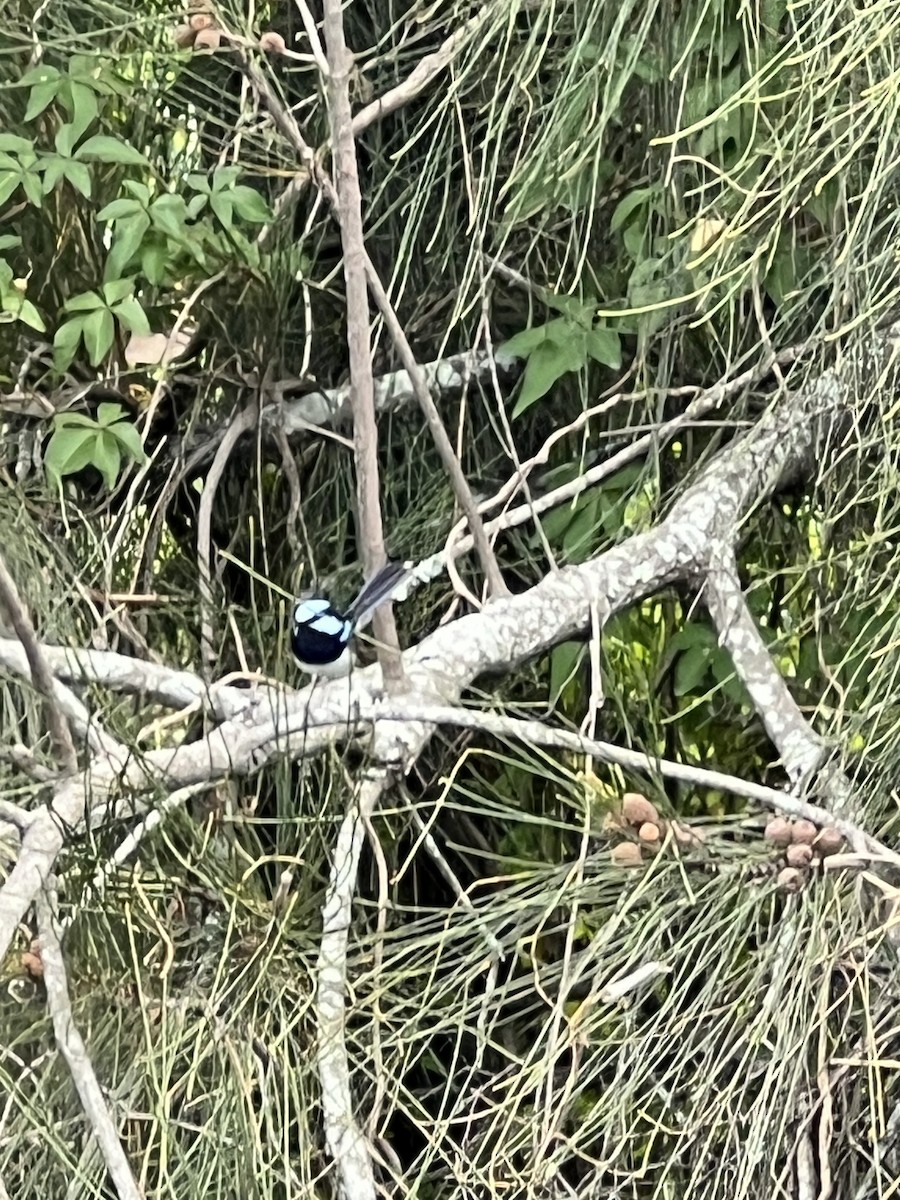 Superb Fairywren - ML645635457