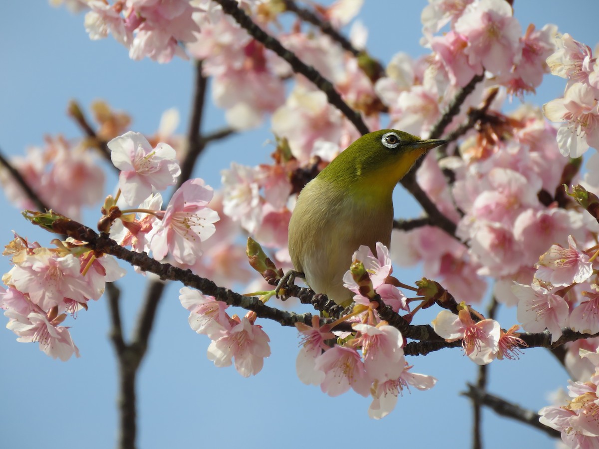 Окулярник японський - ML645635459