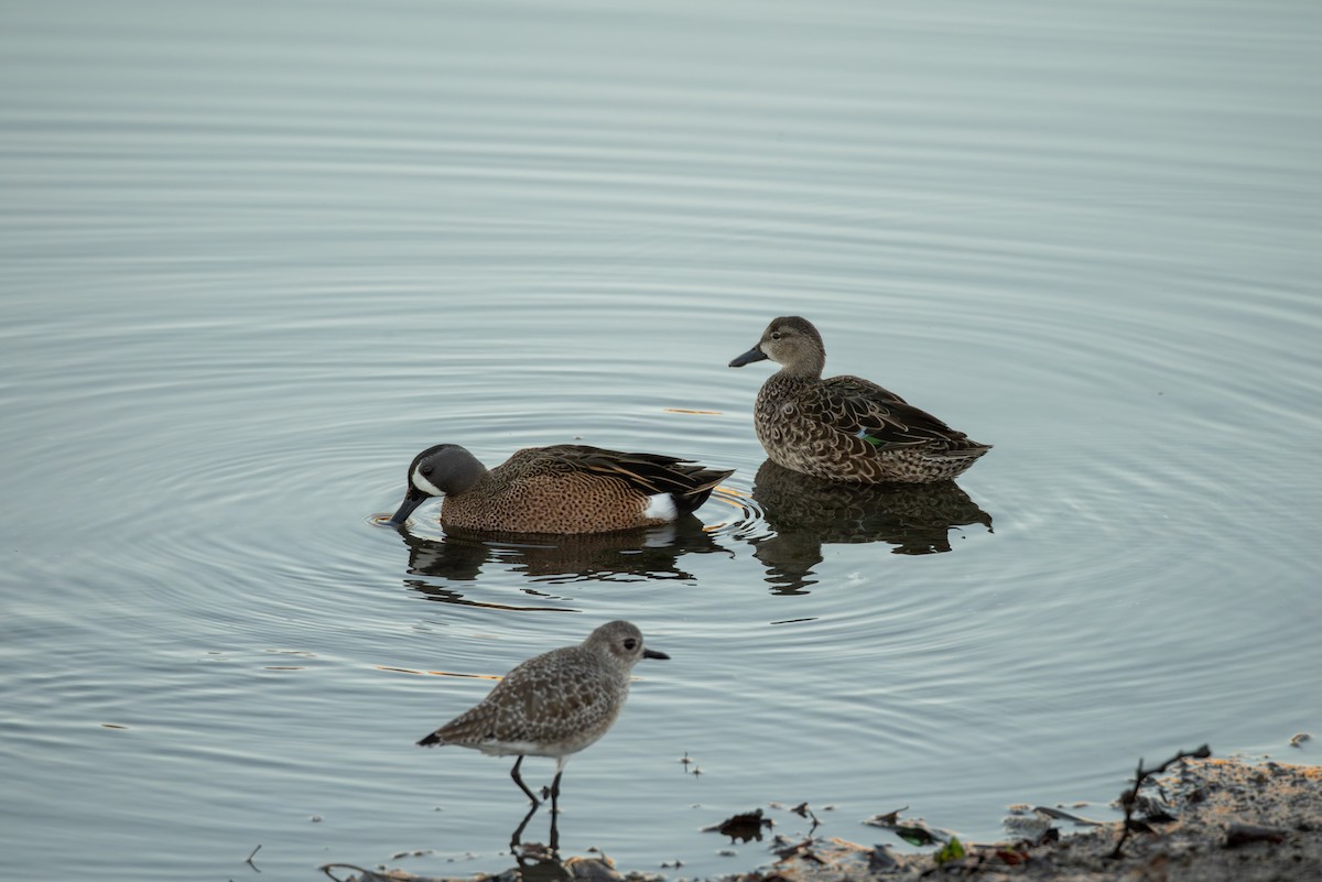 Cerceta Aliazul - ML645635469