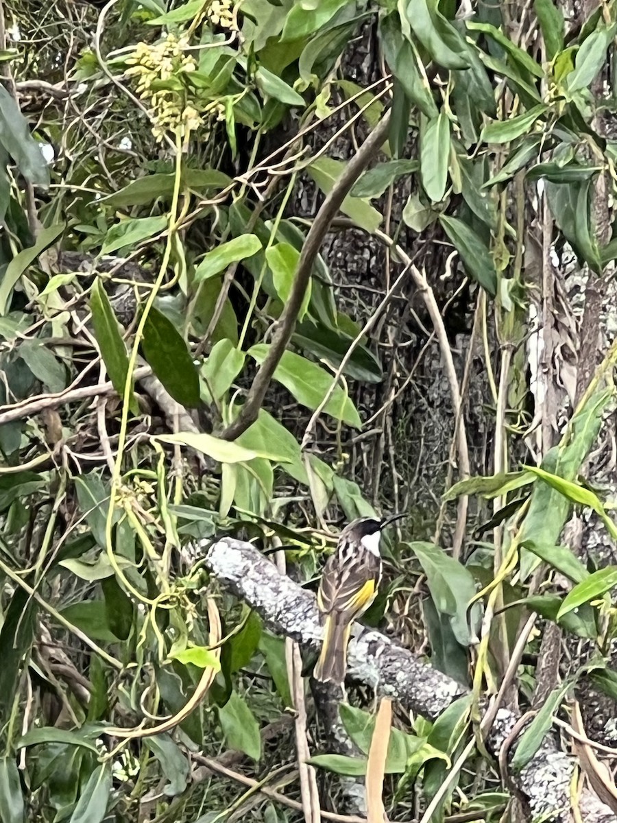 White-cheeked Honeyeater - ML645635470