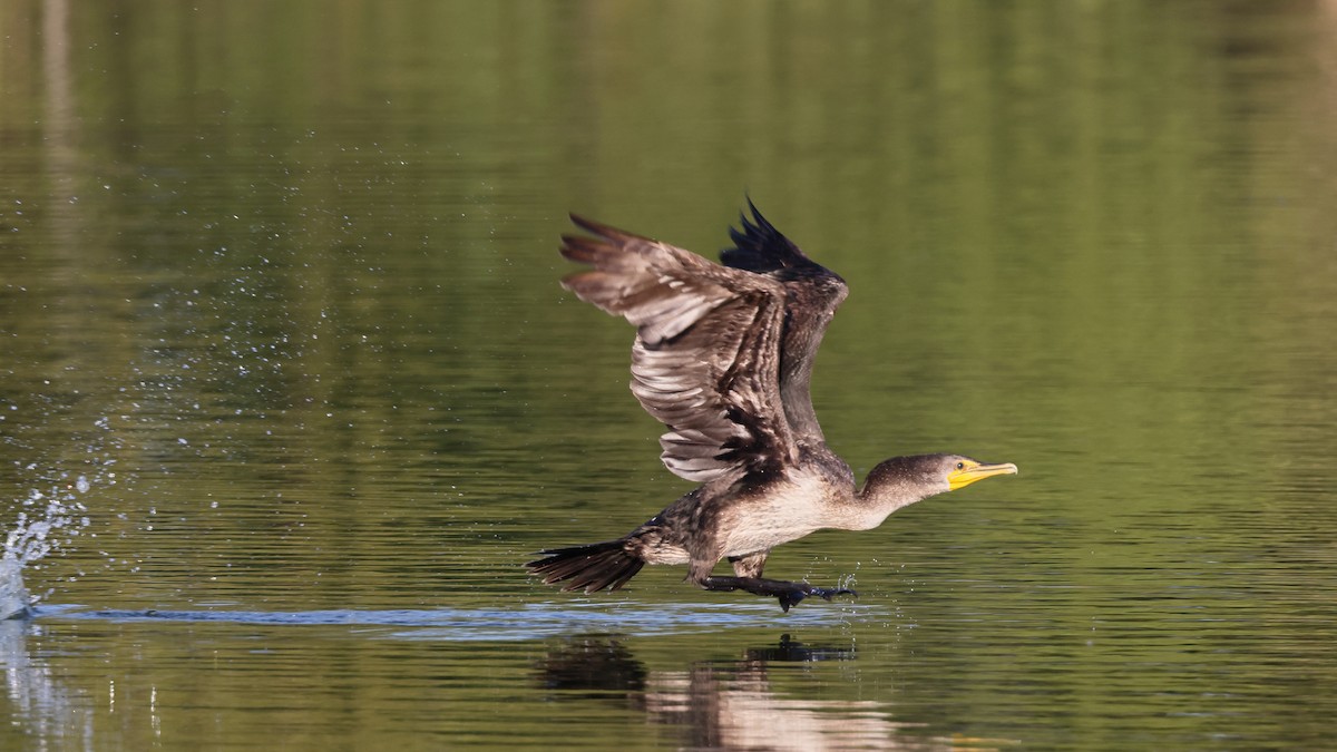 Cormoran à aigrettes - ML645635482