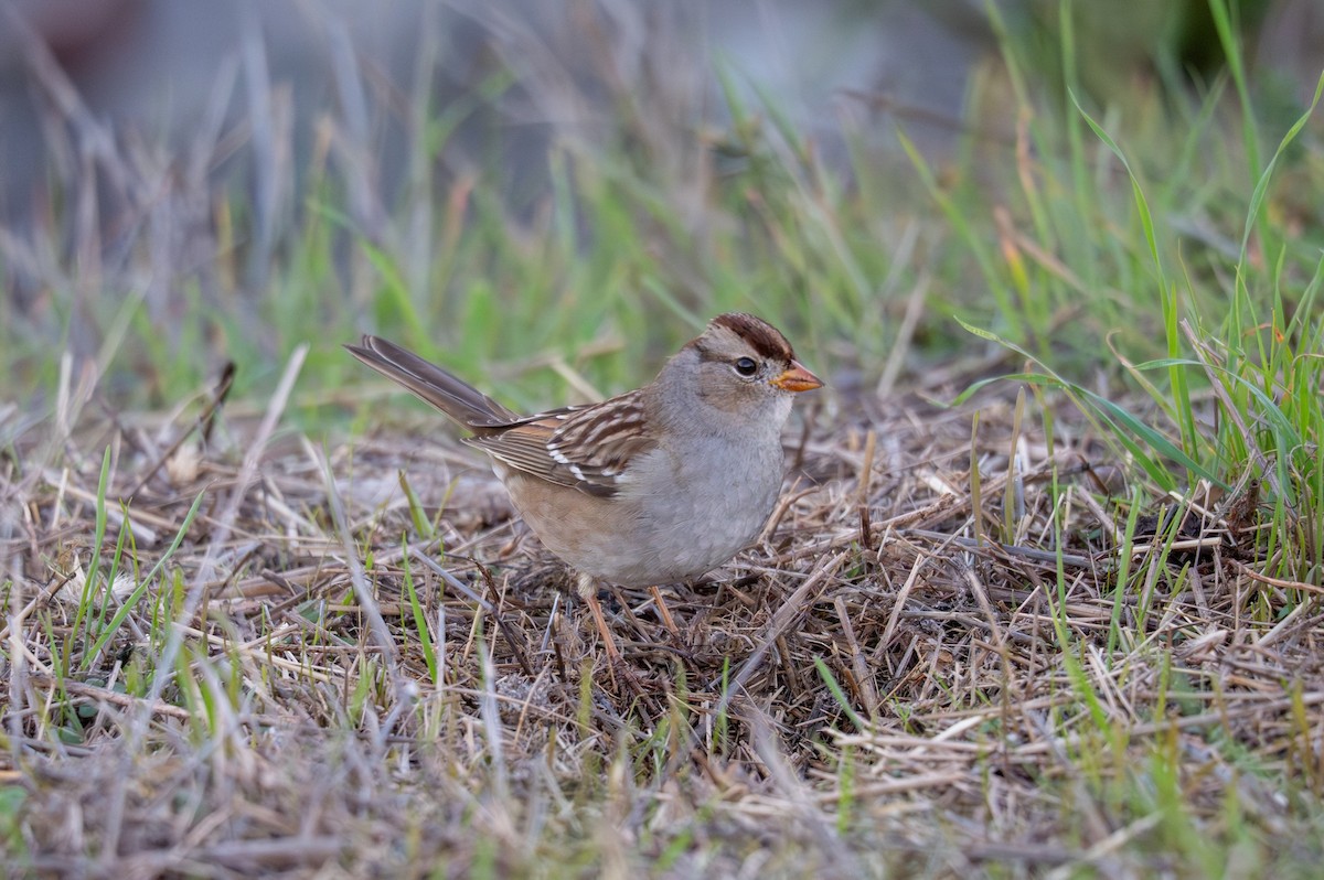 White-crowned Sparrow - ML645635490