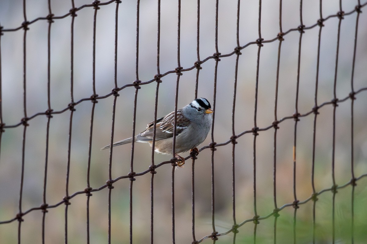 White-crowned Sparrow - ML645635491