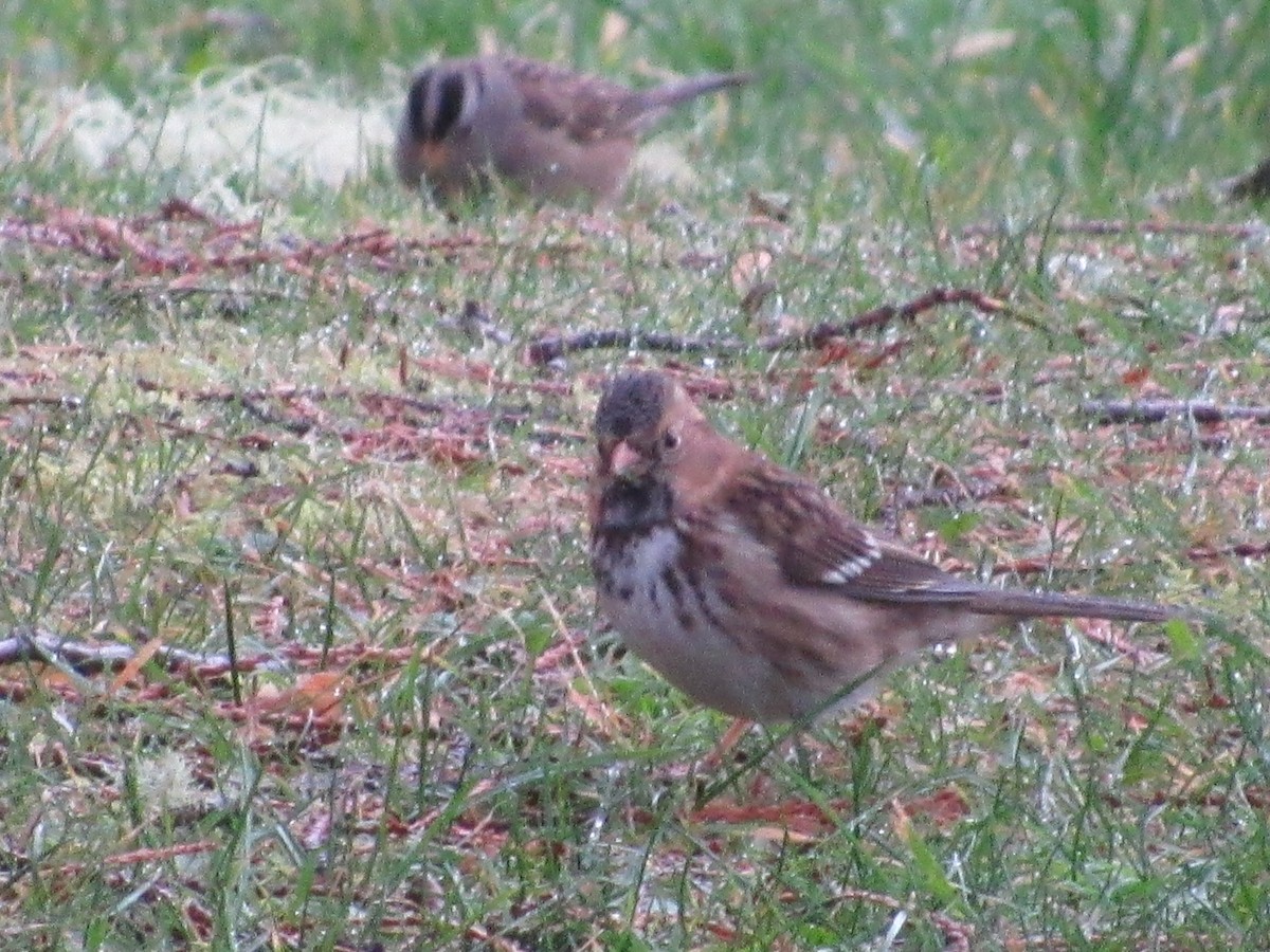 Harris's Sparrow - ML645635498