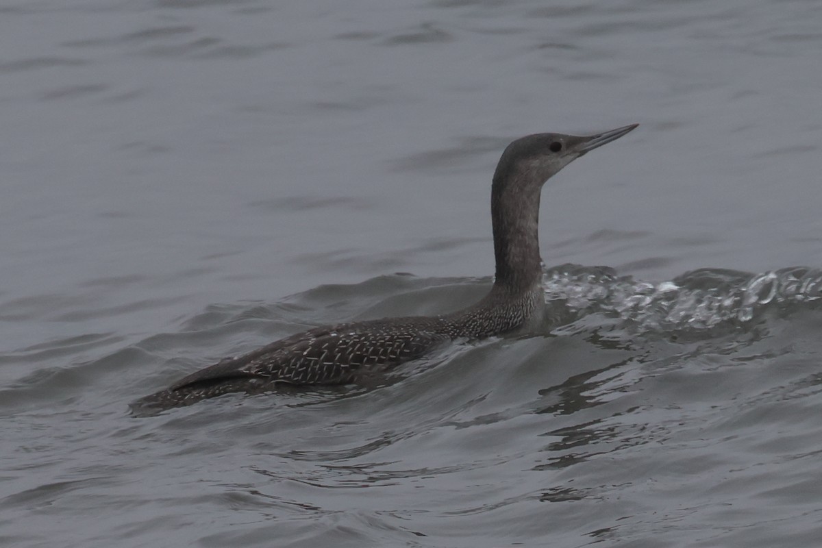 紅喉潛鳥 - ML645635502