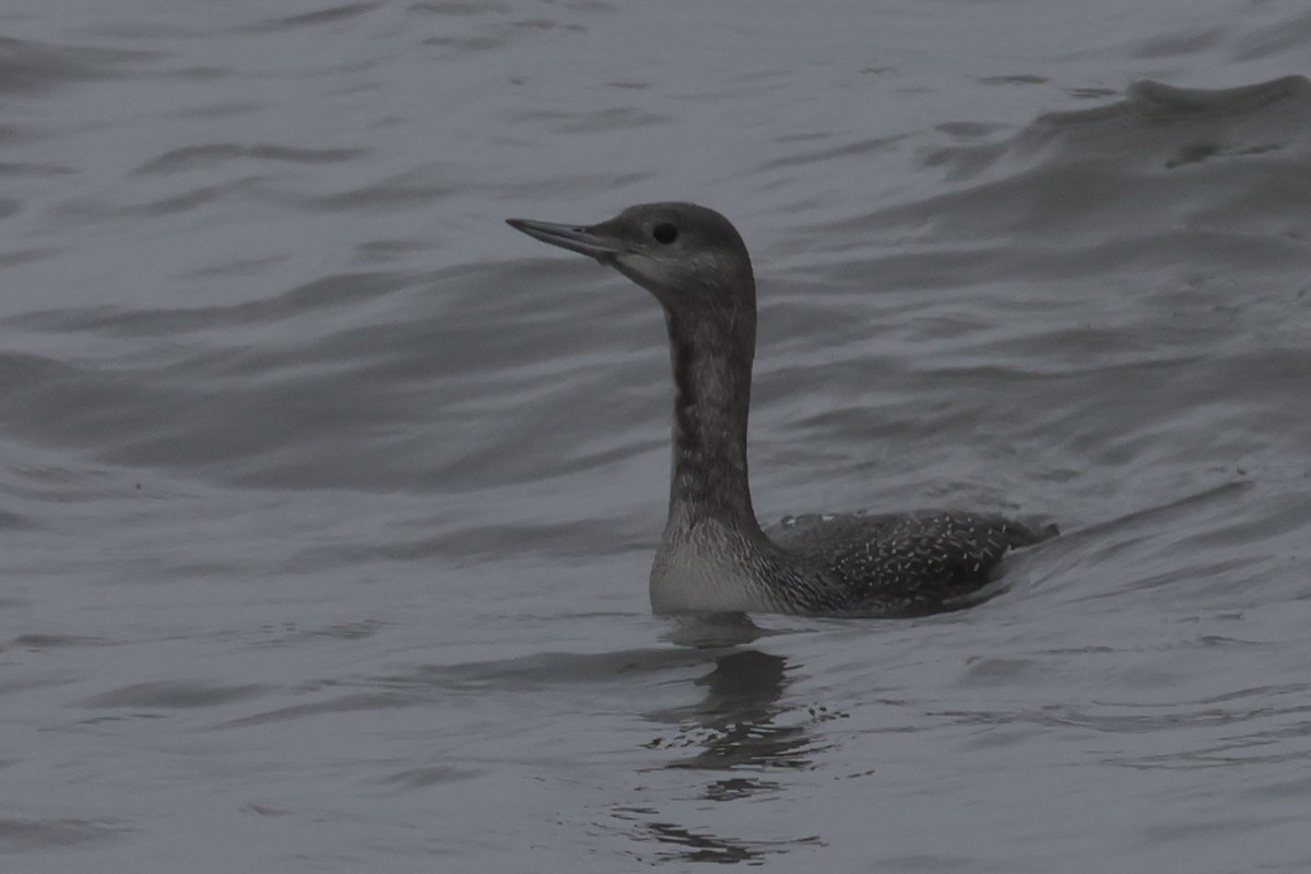 紅喉潛鳥 - ML645635503