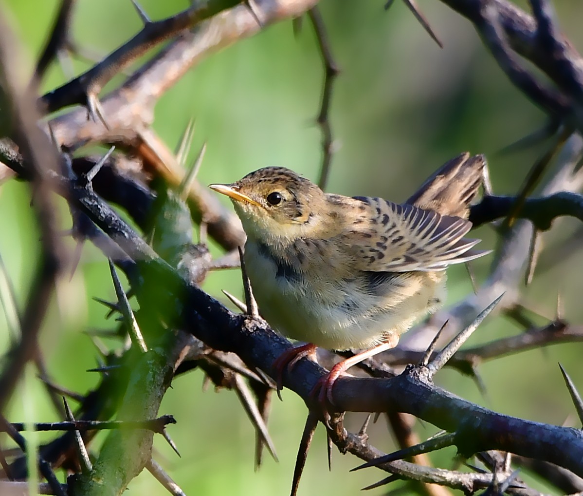 Common Grasshopper Warbler - ML645635505