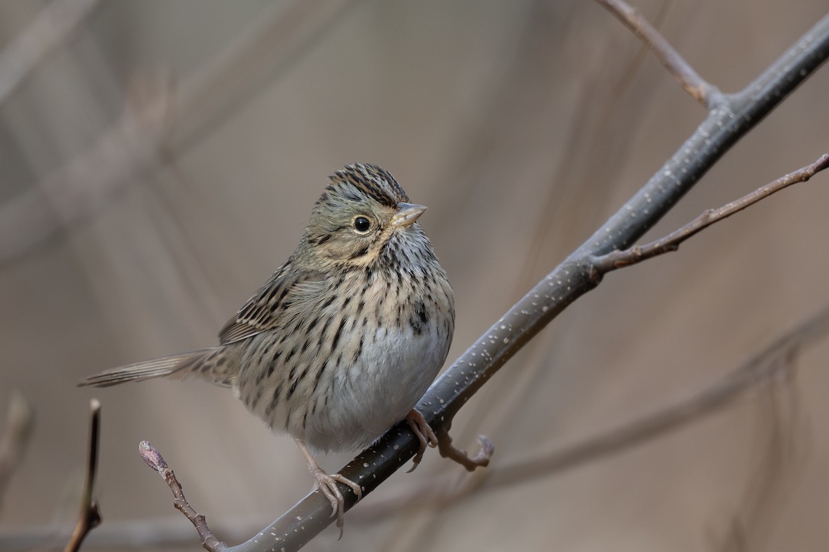 Lincoln's Sparrow - ML645635507