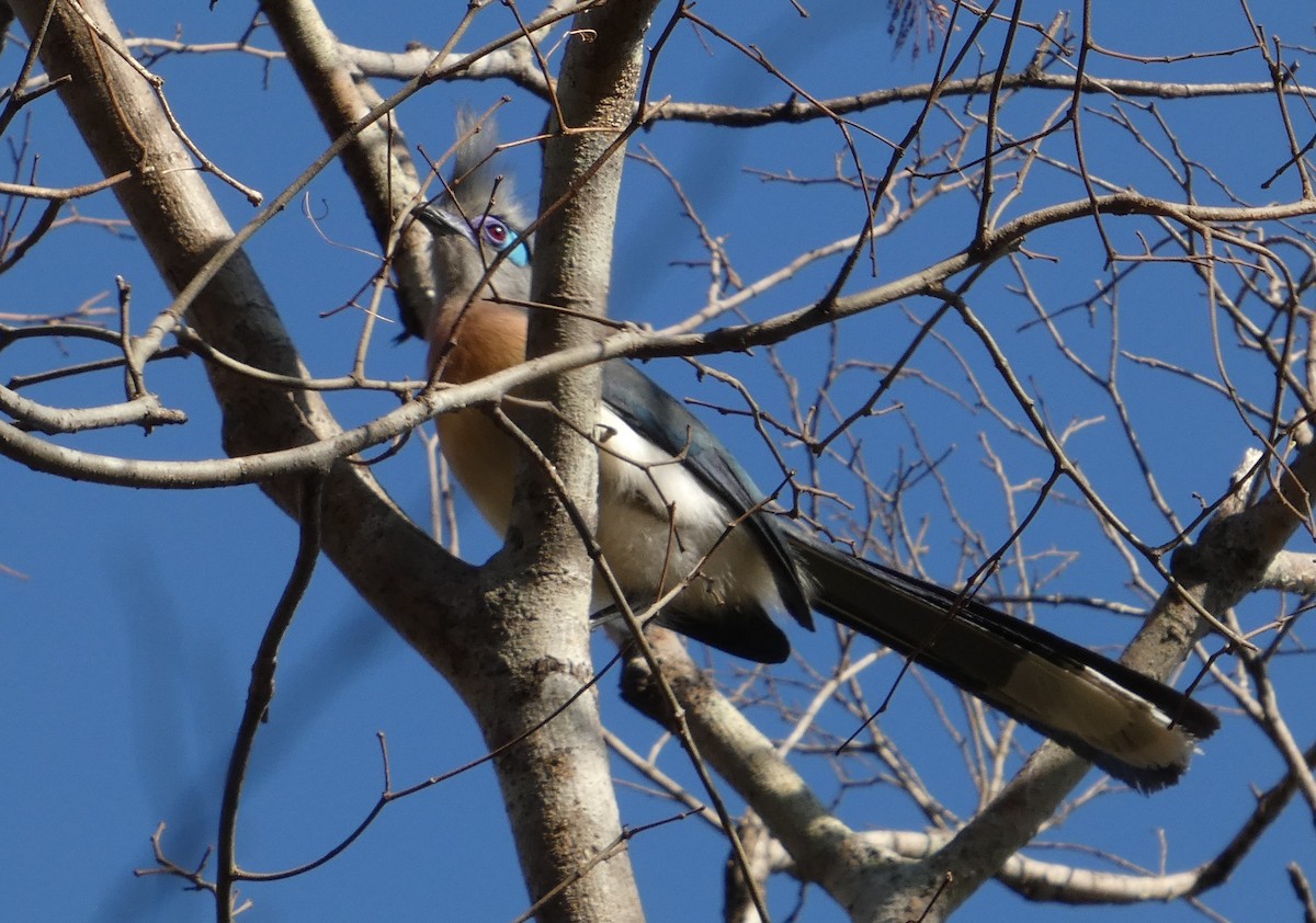 Crested Coua (Crested) - ML645635513