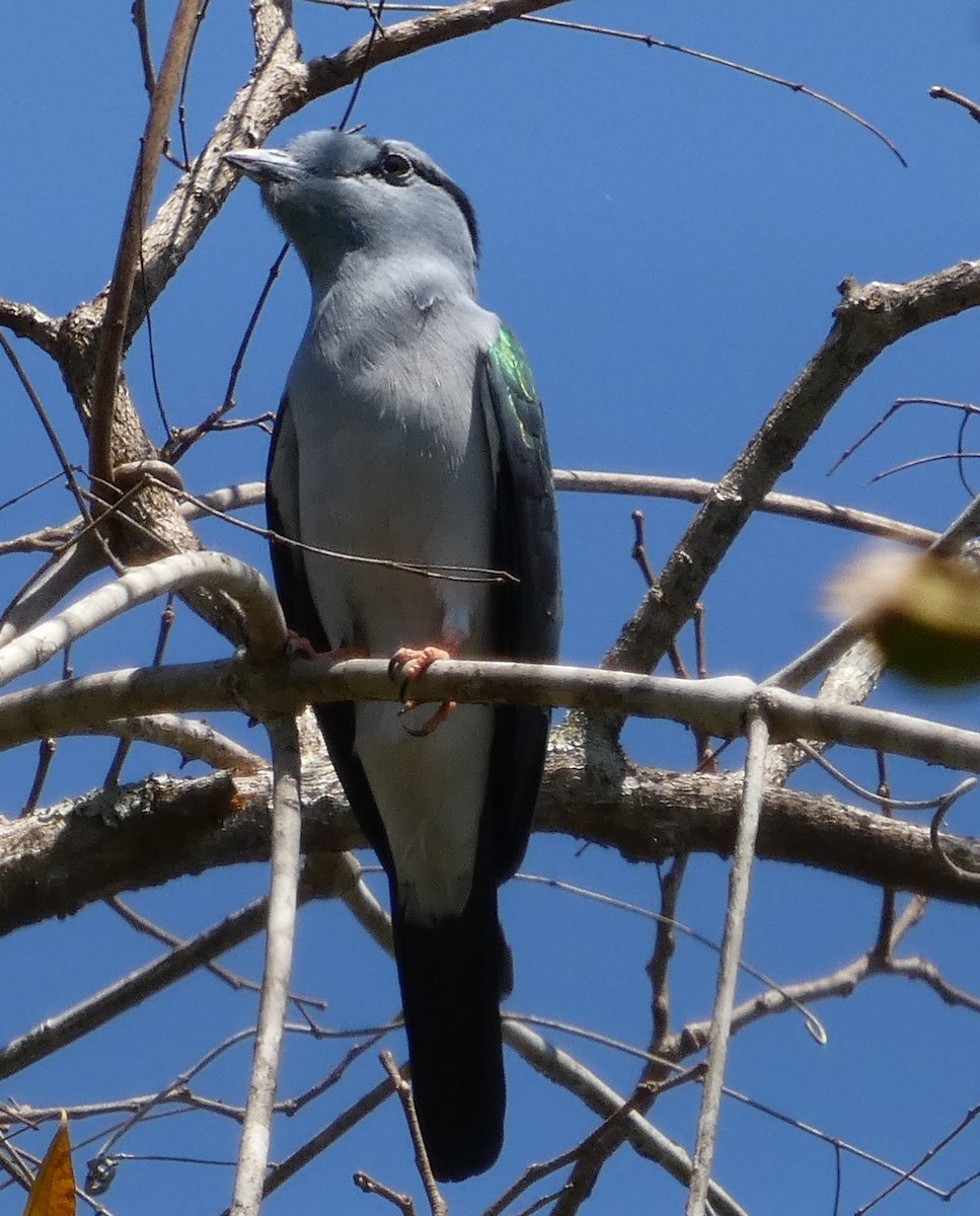 Cuckoo-roller - ML645635522