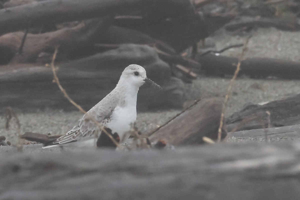 Sanderling - ML645635526