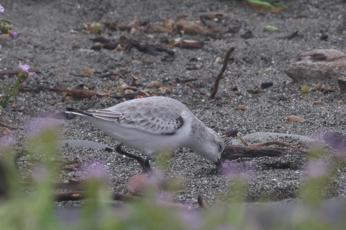 Sanderling - ML645635527