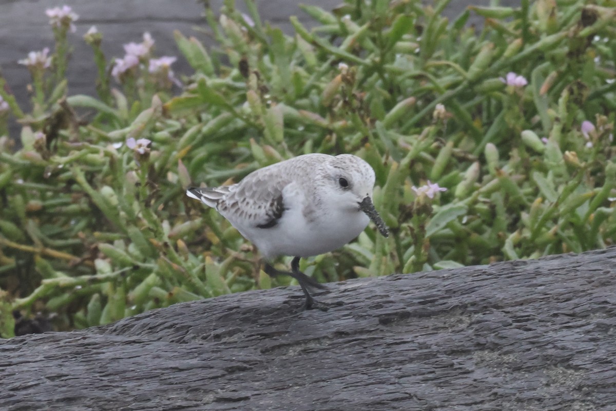 Sanderling - ML645635528