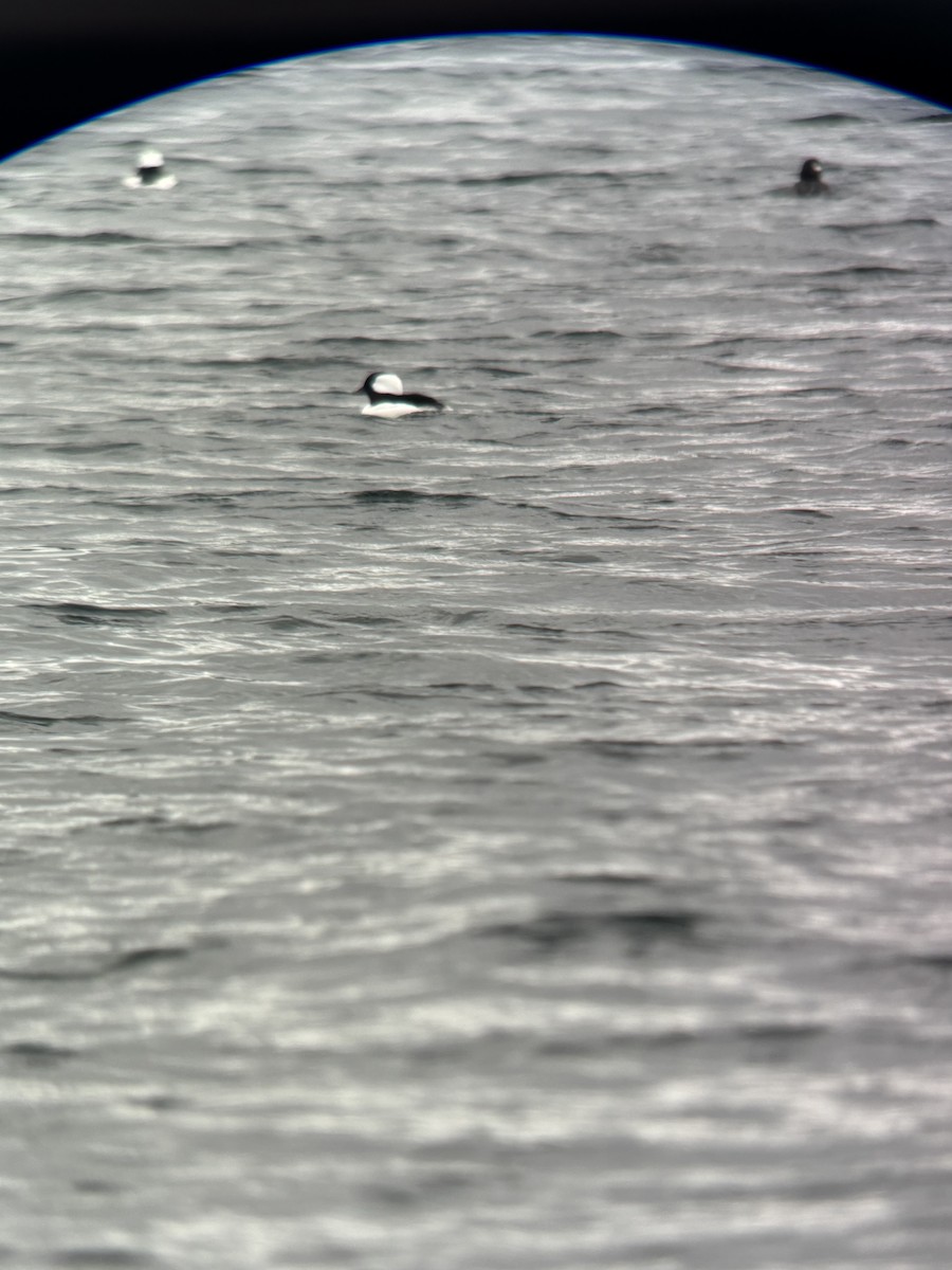 Гоголь-головастик - ML645635530