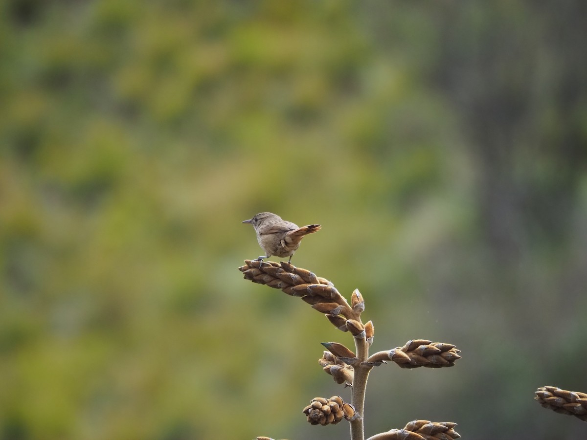 Streak-backed Canastero - ML645635533