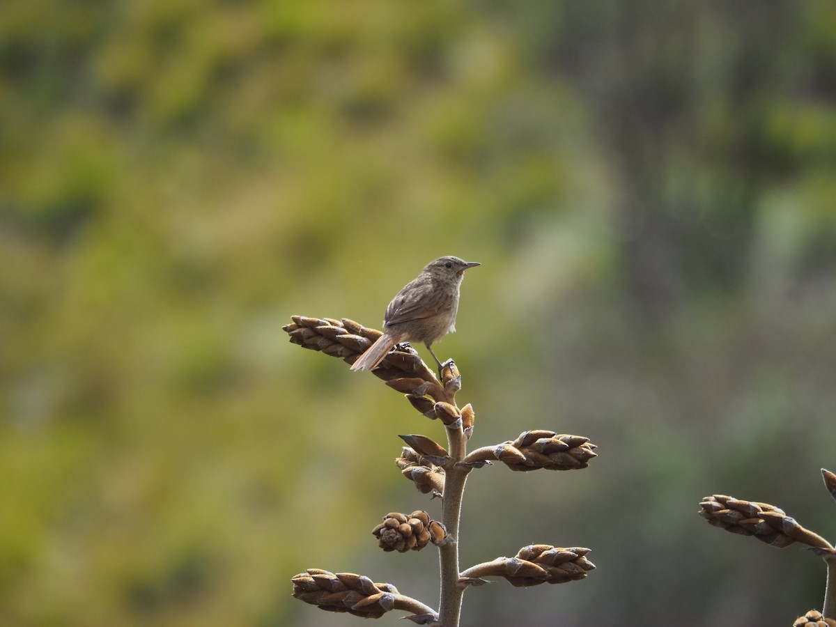 Streak-backed Canastero - ML645635534