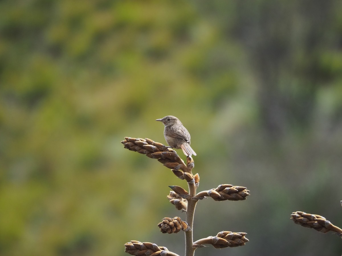 Streak-backed Canastero - ML645635535