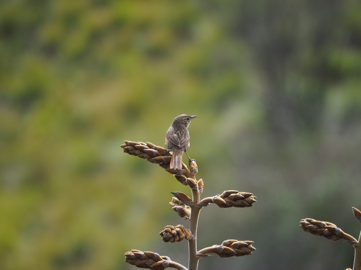 Streak-backed Canastero - ML645635536