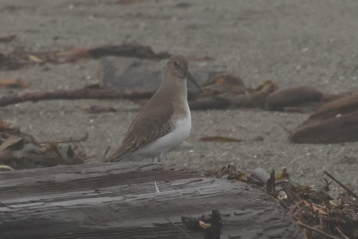 Dunlin - ML645635537