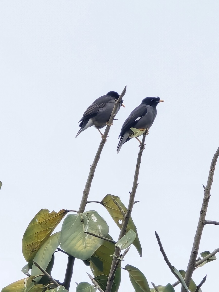 majna hnědá - ML645635551