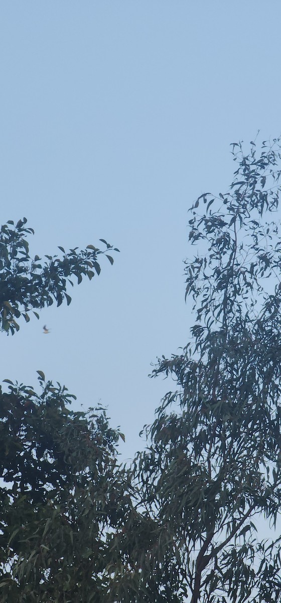 racek chechtavý - ML645635554