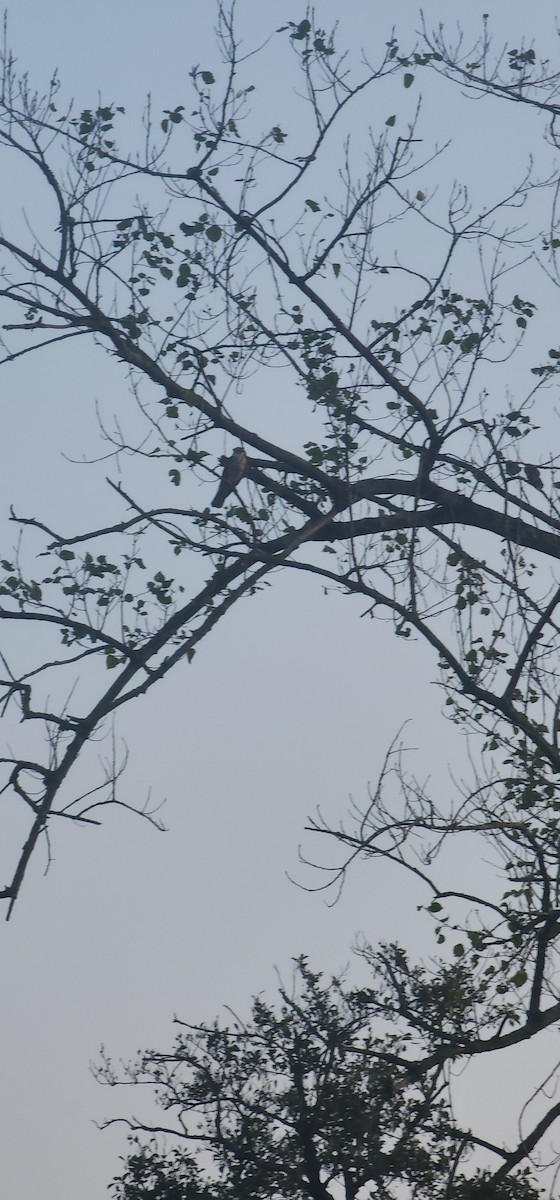 krahujec obecný - ML645635555